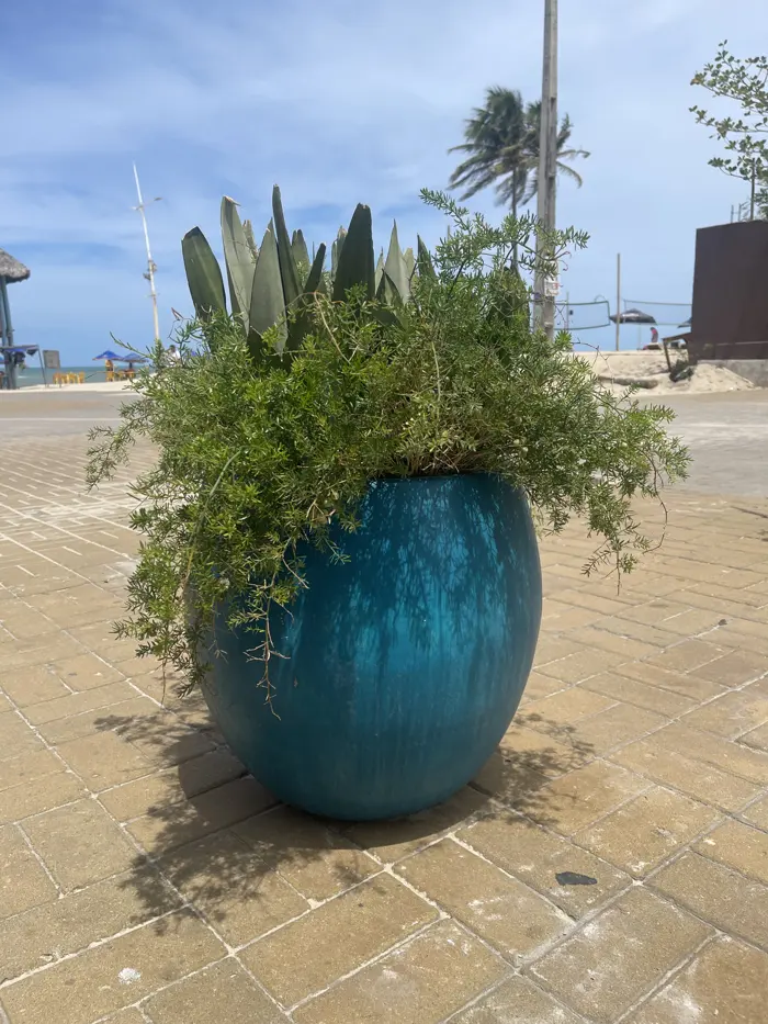Vaso bojudo azul com plantas