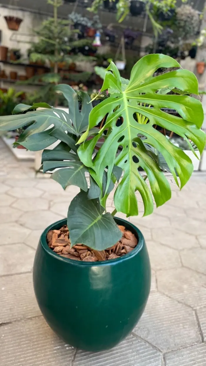 Vaso verde com costela-de-adão