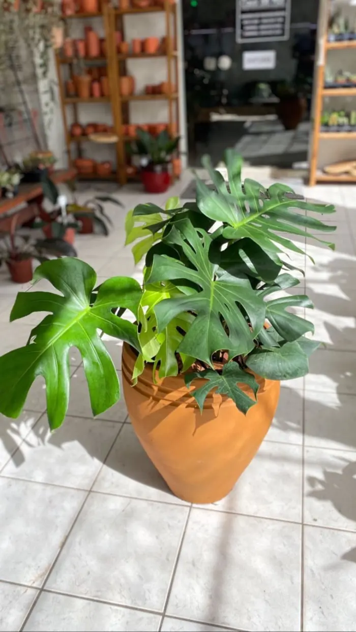 Vaso laranja com planta