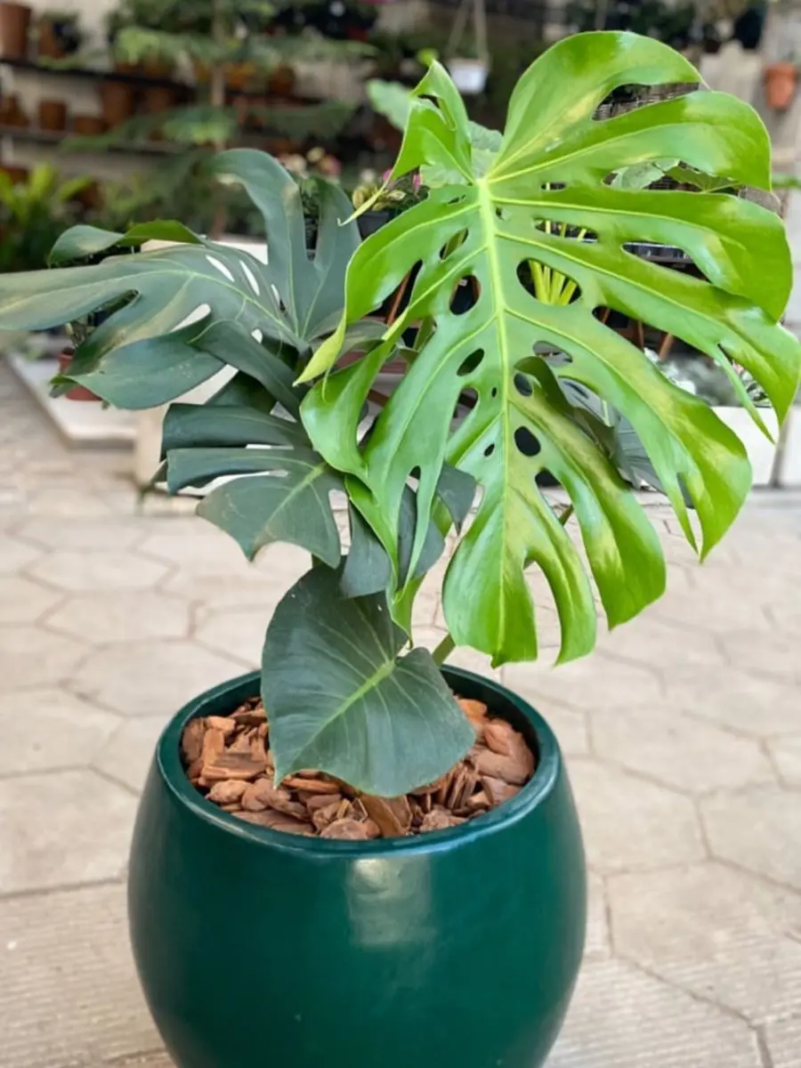 Vaso verde com costela-de-adão