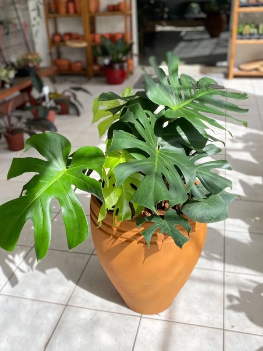 Vaso laranja com planta